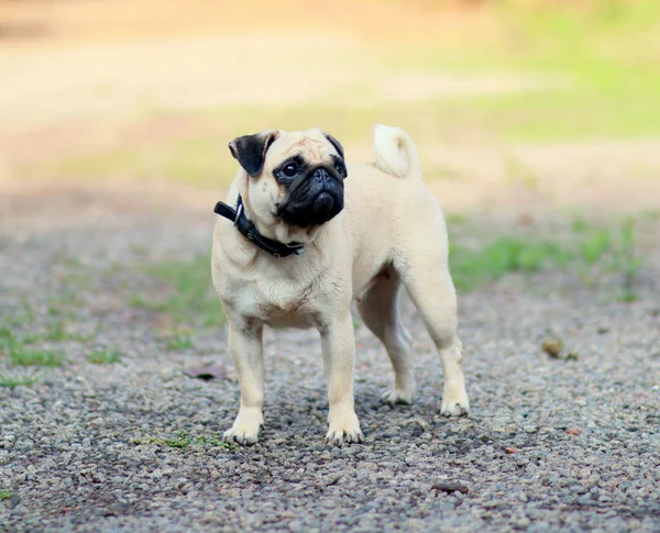 Caddedeki sevimli bir köpeğe yakın çekim.