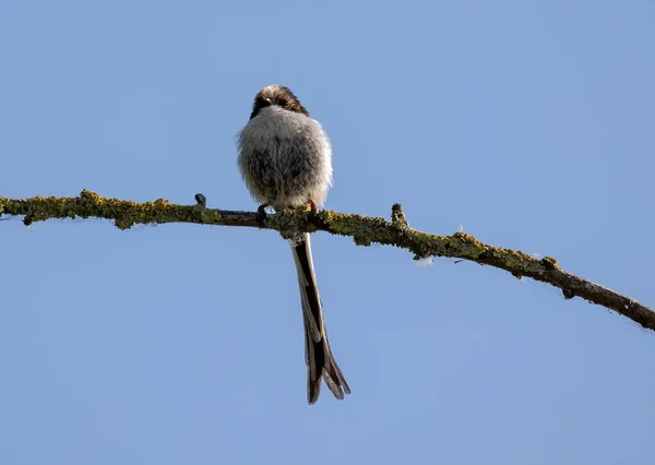 Selective Focus Shot Long Tailed Tit Bird Perched Branch — Zdjęcie stockowe