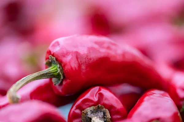 Espelette Chilischoten Getrocknet Einem Gewächshaus Baskenland — Stockfoto