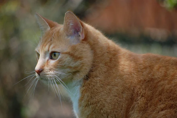 背景がぼやけている屋外の生姜猫のクローズアップショット — ストック写真