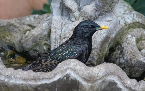 Kuş çeşmesinde oturan sığırcıkların yakın çekim görüntüleri..