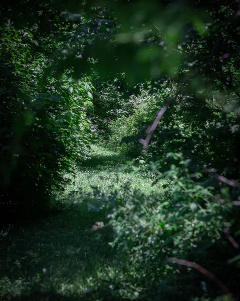 日光のある緑の森の垂直ショット — ストック写真