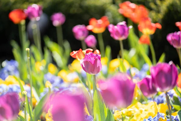 Bir tarlada çiçek açan renkli renkli lalelerin yakın plan çekimi.