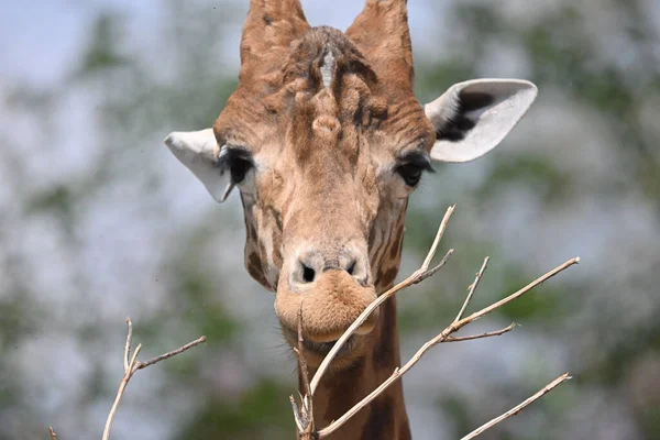Egy Közeli Kép Egy Gyönyörű Zsiráfról Drezdai Állatkertből — Stock Fotó
