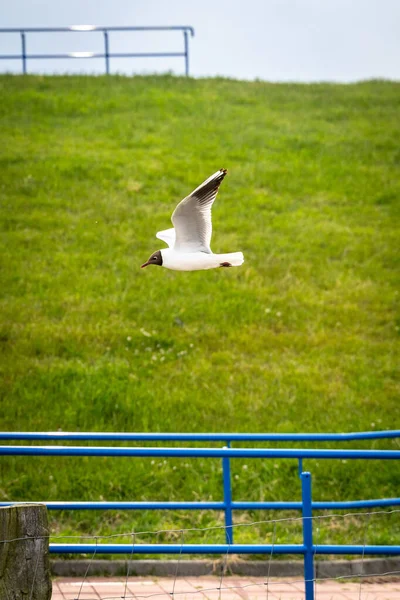 Vertical Shot Black Headed Gull Flight — Stock Photo, Image