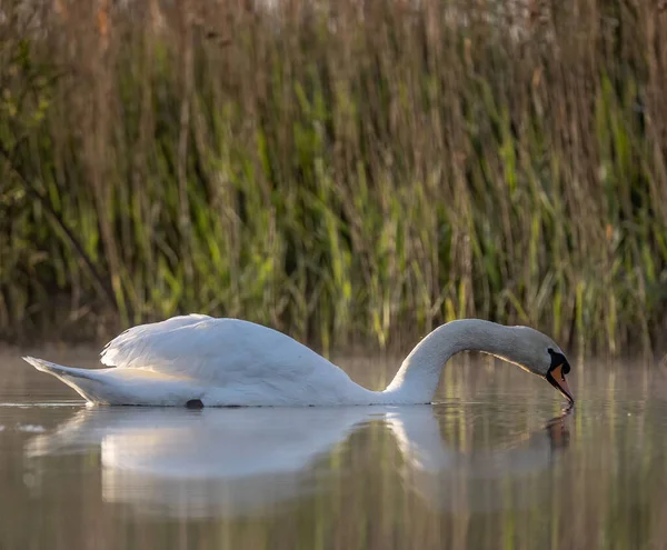 湖に浮かぶ優雅な白鳥の選択的フォーカスショット — ストック写真