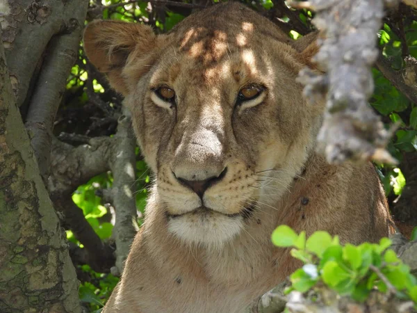 Plan Rapproché Une Lion Femelle Dans Parc National Maasai Mara — Photo