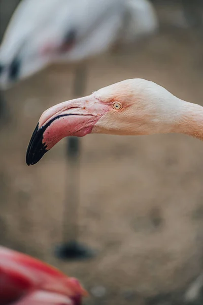 Фото Американського Фламінго American Flamingo Phoenicopterus Ruber Caribbean Flamingo Large — стокове фото