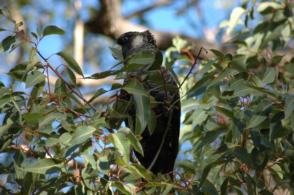 Ένα Κοντινό Πλάνο Του Μαύρου Παπαγάλου Ενός Μποντίν Σκαρφαλωμένο Ένα — Φωτογραφία Αρχείου