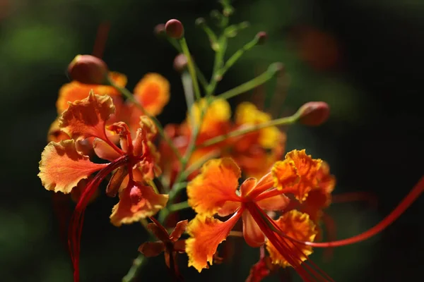 Primo Piano Bellissimi Fiori Pavone Alla Luce Del Giorno — Foto Stock