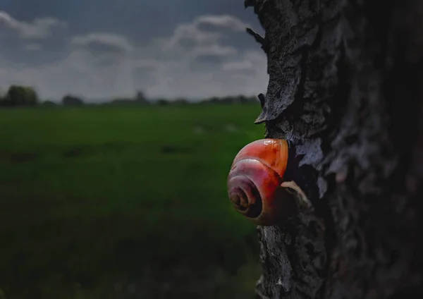 Bir Ağacın Gövdesine Tırmanan Kırmızı Bir Salyangozun Yakın Çekimi — Stok fotoğraf