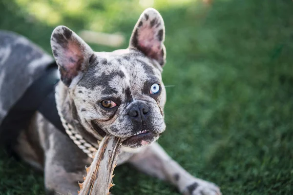 Adorable Bulldog Francés Con Ojos Diferentes Colores Descansando Sobre Hierba — Foto de Stock