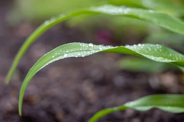 Gros Plan Gouttes Eau Sur Une Feuille Dans Fond Flou — Photo