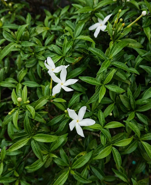 Esta Flor Molino Resistente Cultiva Como Una Casa Planta Invernadero — Foto de Stock