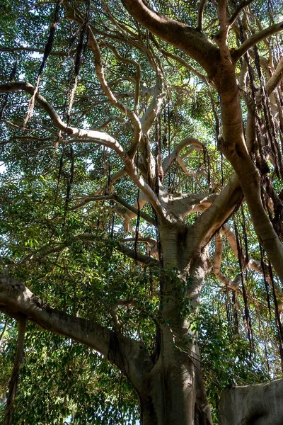 Vertical Shot Tree Branches Dense Green Foliage Australia — Stock Photo, Image