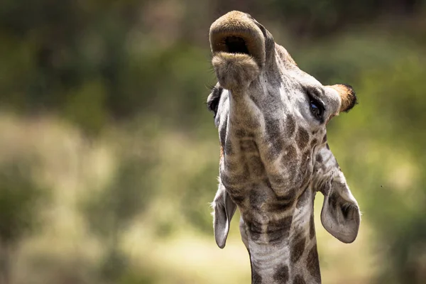Красивый Снимок Головы Жирафа Заповеднике Пилансберг — стоковое фото