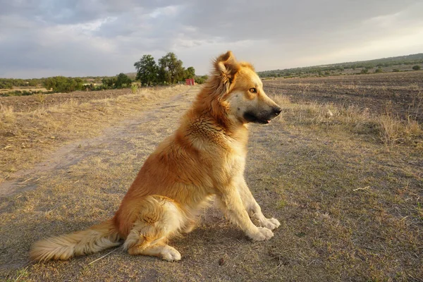 Nahaufnahme Eines Entzückenden Braunen Hundes Auf Einem Feld — Stockfoto