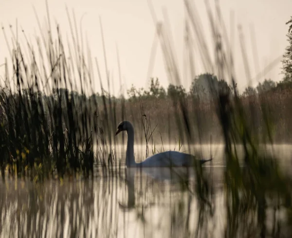 一只优雅的天鹅在湖中飘浮的选择性镜头 — 图库照片