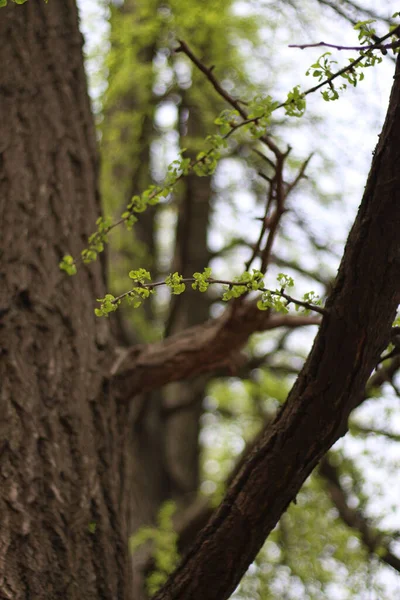 早春背景下 在树枝上垂直生长的植物 — 图库照片