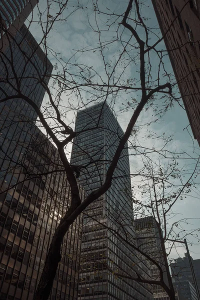 뉴욕의 전경에 나무가 빌딩의 — 스톡 사진
