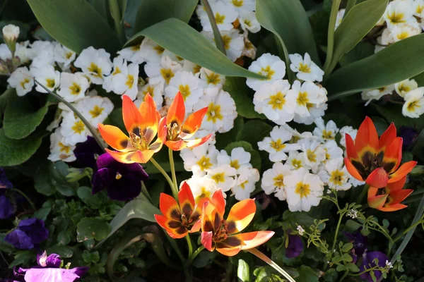Een Close Shot Van Kleurrijke Tulpen Bloeien Tuin — Stockfoto