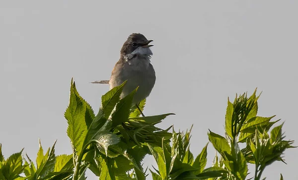 Zbliżenie Wspólnego Whitethroat Siedzi Wierzchołku Drzewa — Zdjęcie stockowe