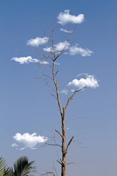 Vertical Shot Dried Tree Clouds Making Illusion Leaves — Stock Photo, Image