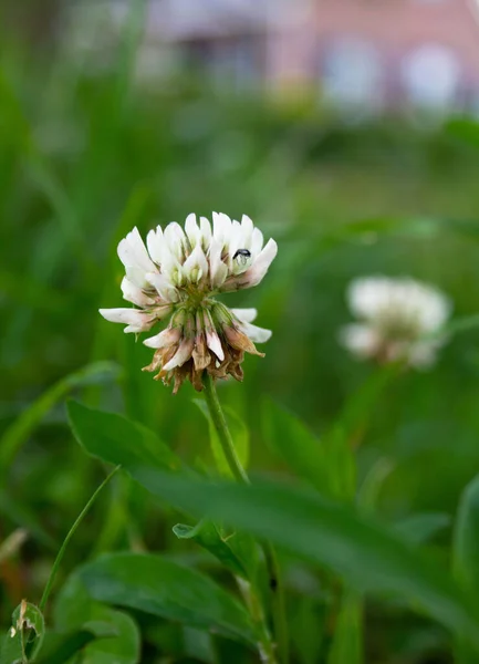 Una Flor Trébol Con Insecto —  Fotos de Stock