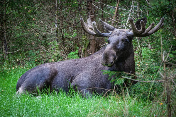 Närbild Kronhjort Cervus Elaphus Sitter Gräset Skogen — Stockfoto