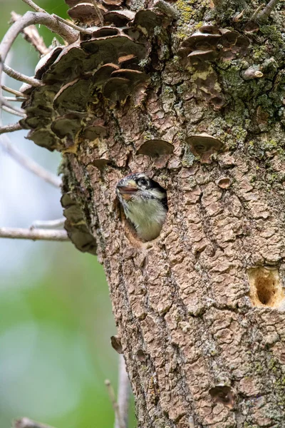 一只啄木鸟在一棵老树上的特写 — 图库照片