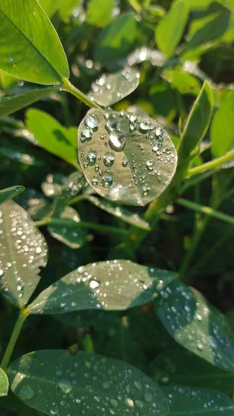 Eine Nahaufnahme Von Grünen Pflanzenblättern Mit Wassertropfen Einem Sonnigen Tag — Stockfoto