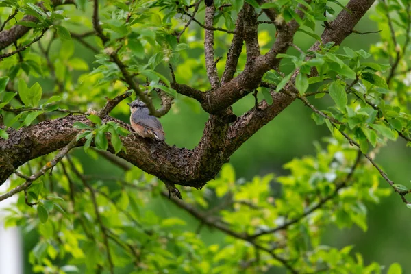 Een Close Shot Van Een Euraziatische Nuthatch Vogel Neergestreken Een — Stockfoto