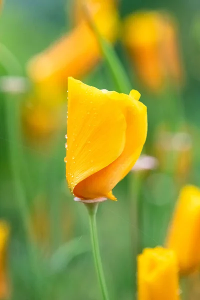 Una Amapola Naranja California Primavera Flor Después Lluvia — Foto de Stock