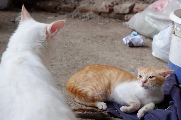 Closeup Portrait White Ginger Cats Looking Each Other Lying Floor — Stock Photo, Image