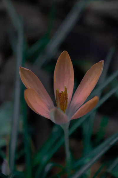 Pionowe Zbliżenie Ujęcie Pomarańczowego Krokusa Kwiat Polu — Zdjęcie stockowe