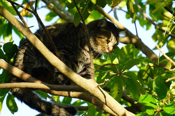 Primo Piano Gatto Grigio Tra Gli Alberi — Foto Stock