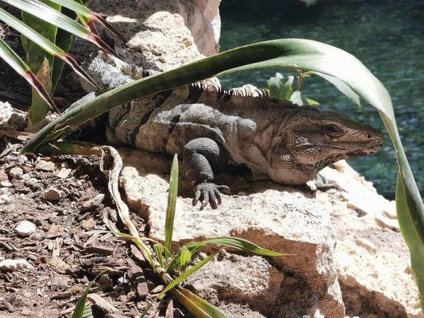 Primer Plano Una Iguana Arrastrándose Sobre Rocas Barro Cerca Lago —  Fotos de Stock