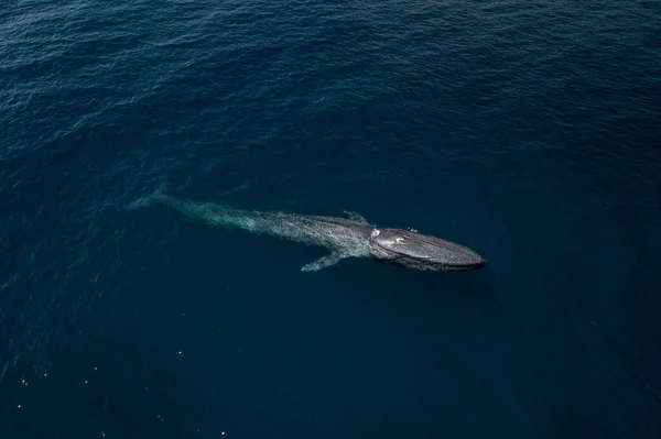 Aerial Drone Shot Big Blue Whale Balaenoptera Musculu Swimming Blue — Stock Photo, Image