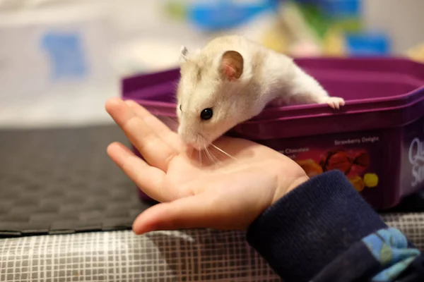 Hamster Dans Une Boîte Violette Sentant Une Main Humaine — Photo