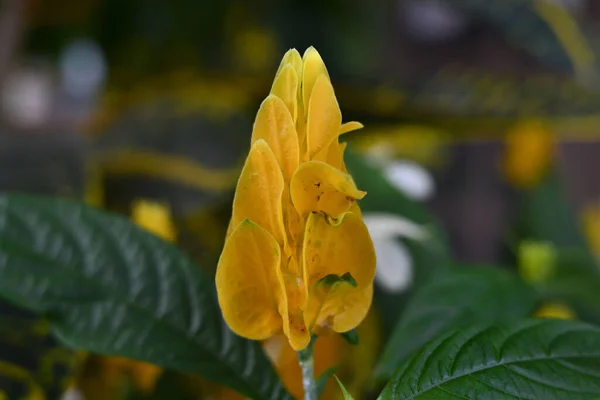 Parkta Sarı Yeşil Yapraklı Bir Bitkinin Yakın Çekimi — Stok fotoğraf