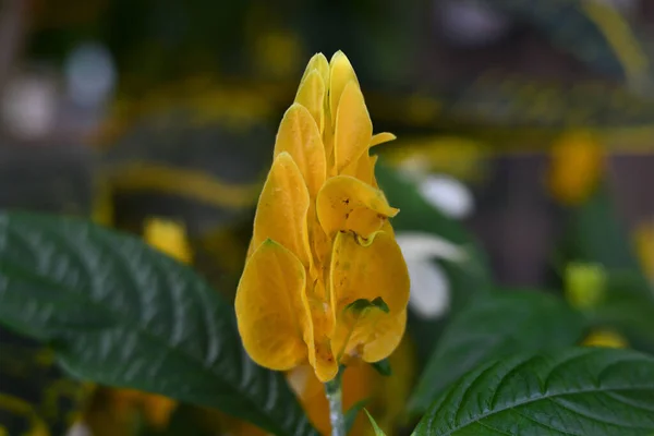 Primer Plano Una Planta Con Hojas Amarillas Verdes Parque — Foto de Stock