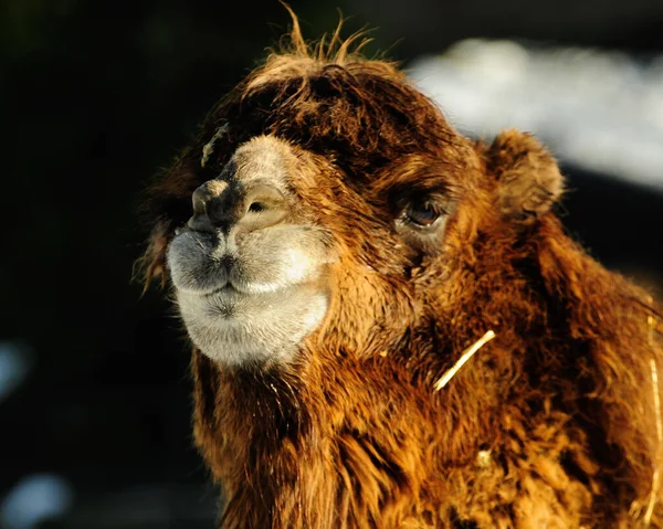Retrato Primer Plano Camello Bactriano Luz Del Sol Brillante Con — Foto de Stock