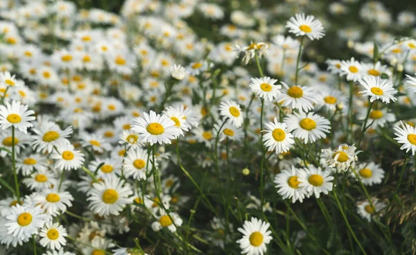 Papatyalarla büyüleyici bir manzara.