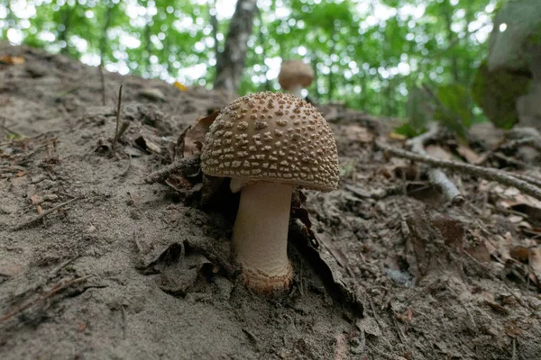 Primer Plano Hongo Colorete Que Crece Tierra Oscura — Foto de Stock