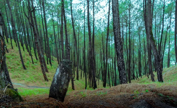 Ein Malerischer Blick Auf Einen Wald Mit Hohen Holzbäumen Und — Stockfoto