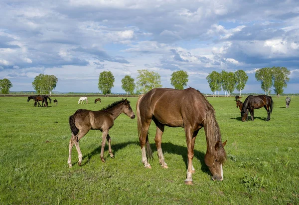 Summer Landscape Horses Grazing Green Meadow — Stock Photo, Image