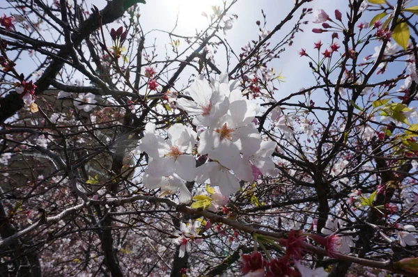 Düşük Açılı Güzel Beyaz Çiçekli Kiraz Çiçekleri Güneş Işığı Altında — Stok fotoğraf