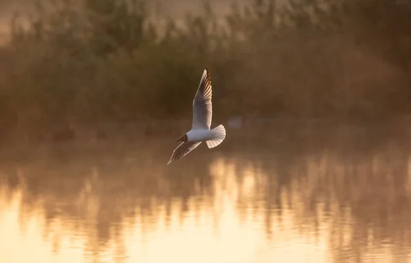 Вибірковий Знімок Фокусу Чорноголового Мартина Chroicocephalus Ridibundus Літає Над Водою — стокове фото