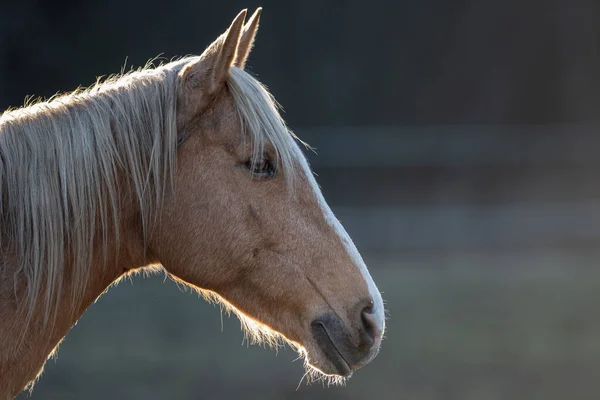 Retrato Una Cabeza Caballo Pelo Blanco Sobre Fondo Borroso — Foto de Stock