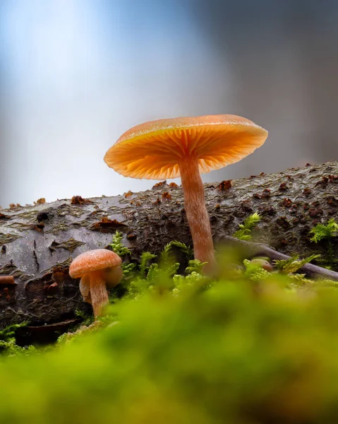 Closeup Two Tubaria Furfuracea Mushrooms Winter — Stock Photo, Image